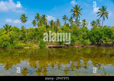 Rekawa-Lagune in Sri Lanka. Stockfoto