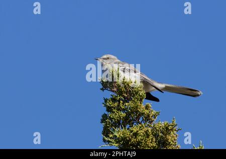 Northern Mockingbird, Mimus polyglottos Stockfoto