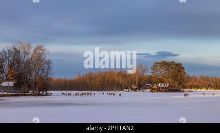 Weißwedelhirsche auf einem gefrorenen See im Norden von Wisconsin. Stockfoto