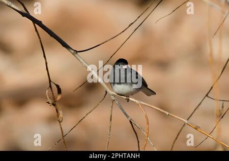 Dunkel-gemustertes Junco Junco hyemalis Stockfoto