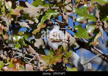 Blue Jay, Cyanocitta cristata, Futtersuche und Fütterung von Post Eiche, Quercus stellata, Eicheln Stockfoto