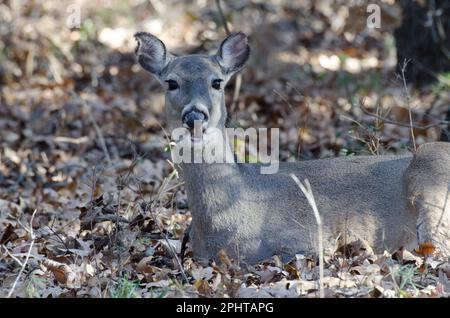 Weißwedelhirsch, Odocoileus virginianus, Reh, das auf Eicheln kaut Stockfoto