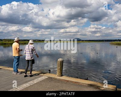 Ballarat Australien / Ein Paar füttert Schwäne am Lake Wendouree. Stockfoto