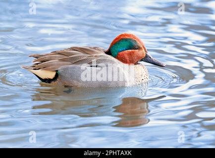 Green-Winged Teal Portrait, Quebec, Kanada Stockfoto