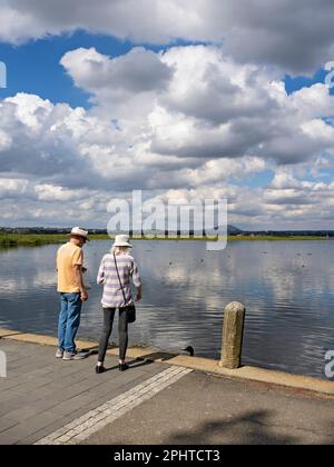 Ballarat Australien / Ein Paar füttert Schwäne am Lake Wendouree. Stockfoto