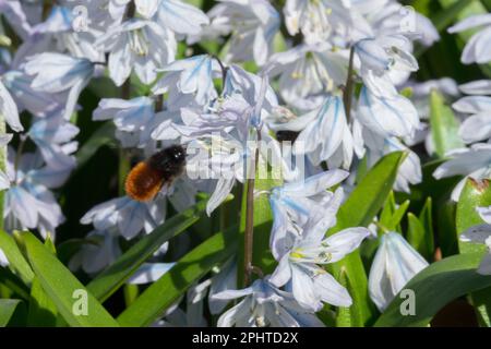 Osmia cornuta, Europäische Obstbaubiene auf frühe Squill Scilla im Spätwinter Scilla mischtschenkoana Garten Frühlingsblumen Stockfoto