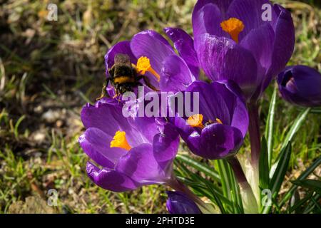 Bombus terrestris, große Erdenhummel, Weiblich, schwer, Bumblebee, Insekten, Kriecher auf Blüten, Frühling, Krokusse der Saison Stockfoto