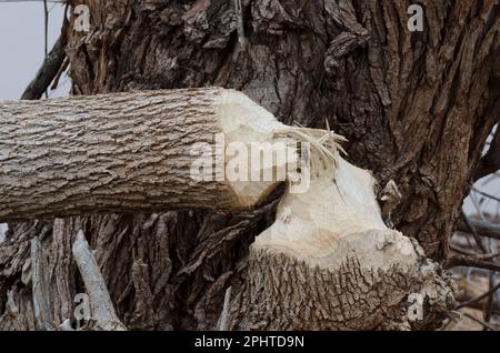 Baum gefällt von nordamerikanischem Biber, Castor canadensis Stockfoto