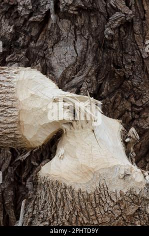 Baum gefällt von nordamerikanischem Biber, Castor canadensis Stockfoto