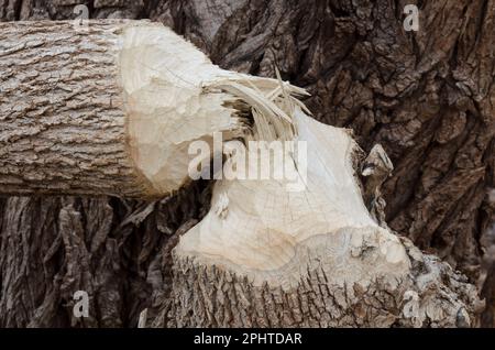 Baum gefällt von nordamerikanischem Biber, Castor canadensis Stockfoto