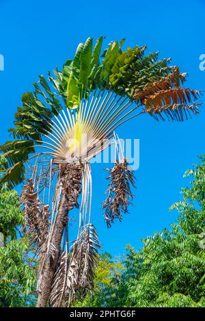 Viharamahadevi Park in Colombo, Sri Lanka. Stockfoto