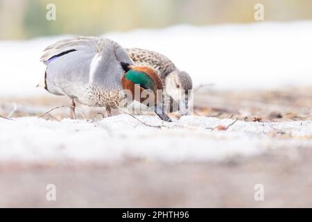 Kombiniere im Frühling grüne Blauzungenlippe (Anas carolinensis) Stockfoto