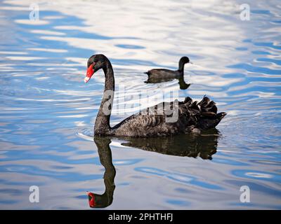 Ballarat Australien / Ein majestätischer schwarzer Schwan paddelt in Ballarats Lake Wendouree. Stockfoto