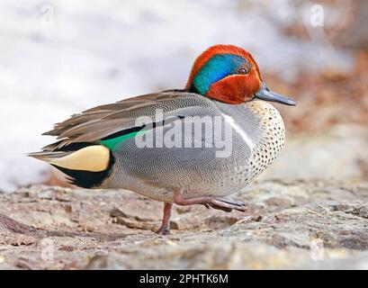 Green-Winged Teal Portrait, Quebec, Kanada Stockfoto