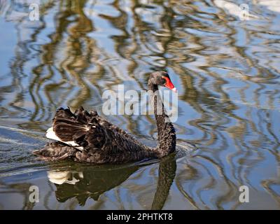 Ballarat Australien / Ein majestätischer schwarzer Schwan paddelt in Ballarats Lake Wendouree. Stockfoto