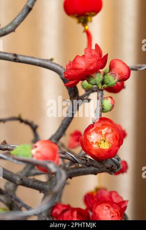 Chaenomeles japonica Lindl. Nahaufnahme bei vertikaler Komposition Stockfoto