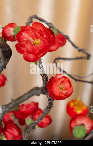 Chaenomeles japonica Lindl. Nahaufnahme bei vertikaler Komposition Stockfoto