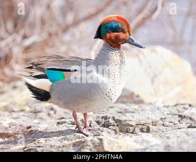 Green-Winged Teal Portrait, Quebec, Kanada Stockfoto