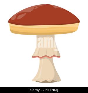 Amanita-Pilz. Essbare organische Pilze. Trüffelbraune Kappe. Waldpilzarten. Farbige Vektordarstellung isoliert auf weißem Hintergrund. Stock Vektor