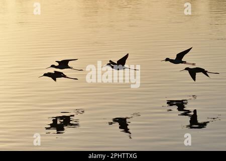 Schwarzhalspfähle mit Hintergrundbeleuchtung – Himantopus mexicanus – fliegen tief über den Pine Glades Lake im Everglades-Nationalpark, Florida. Stockfoto