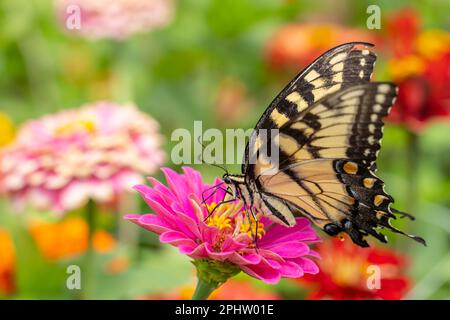 Östlicher Tiger-Schwalbenschwanz (Papilio glaucus) auf farbenfroher Zinnia-Blüte im Sommergarten Stockfoto