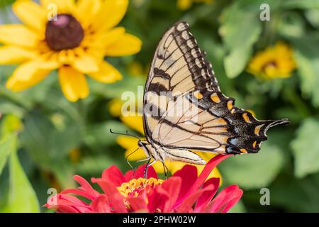 Östlicher Tiger-Schwalbenschwanz (Papilio glaucus) auf farbenfroher Zinnia-Blüte im Sommergarten Stockfoto