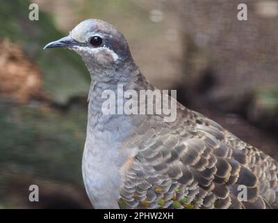 Entzückender männlicher Bronzewing mit glitzernden Augen und tadellosem Gefieder. Stockfoto