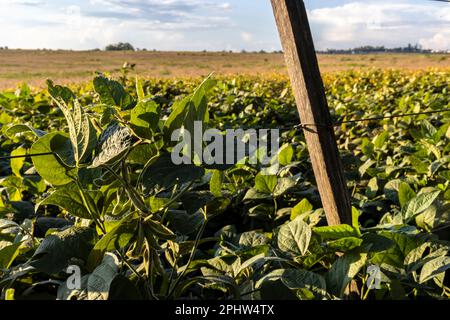 Ländliche Landschaft mit frischem Sojafeld. Sojabohnenfeld in Brasilien. Stockfoto