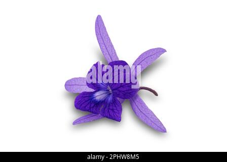 Blick auf die wunderschöne violette Blüte Petrea volubilis, auch bekannt als Sandpapierwein oder Purple Kranz oder Queens Kranz isoliert auf weißem Rücken Stockfoto