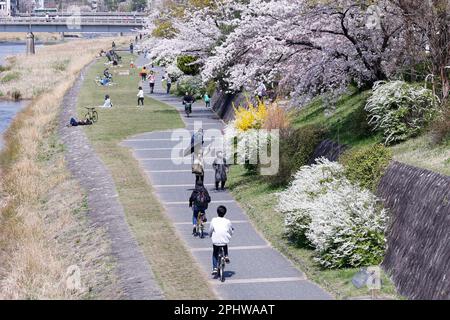 Die Menschen genießen die Kirschblüten in voller Blüte am Kamo River am 29. März 2023 in Kyoto, Japan. Die Kirschblütensaison begann offiziell am 24. März in Kyoto, sechs Tage, Gott sei Dank. Kredit: Rodrigo Reyes Marin/AFLO/Alamy Live News Stockfoto