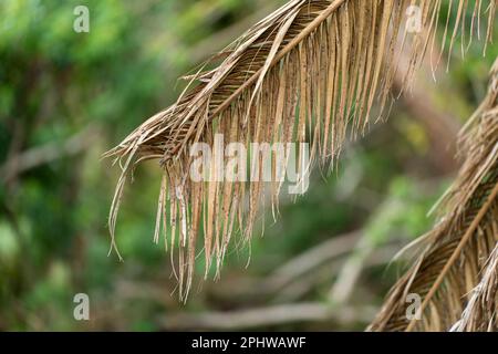 Trockene tote Palmen im Hinterhof von Florida Stockfoto