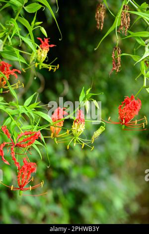 gloriosa superba niyagala vergiftete Blume Stockfoto