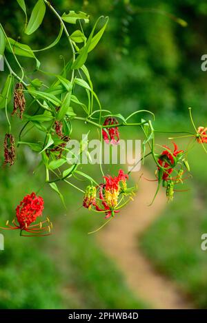 gloriosa superba niyagala vergiftete Blume Stockfoto