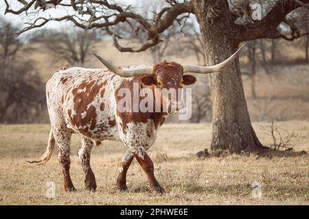 Texas Longhorn grast auf der Winterweide Stockfoto