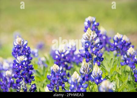 Texas Bluebonnet (Lupinus Texensis) Blumen blühen im Frühling. Selektive konzentrieren. Natürlichen, grünen Hintergrund mit kopieren. Stockfoto