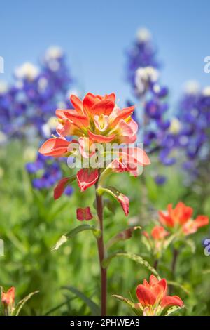 Nahaufnahme der indischen Paintbrush Wildblume. Texas bluebonnets im Hintergrund vor blauem Himmel. Stockfoto