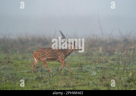 Ein gefleckter Hirsch, der im frühen Morgennebel rennt. Stockfoto