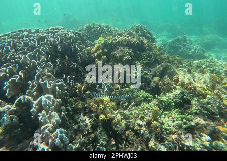 Idyllische Aufnahme eines von Sonnenlicht überfluteten Korallenriffs auf Pamilacan Island auf den Philippinen, im Fokus eine schwarz-weiße Seeschlange. Stockfoto