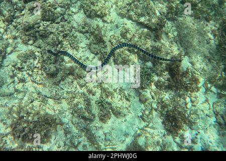 Idyllische Aufnahme eines von Sonnenlicht überfluteten Korallenriffs auf Pamilacan Island auf den Philippinen, im Fokus eine schwarz-weiße Seeschlange. Stockfoto