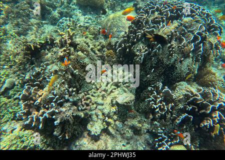 Idyllische Aufnahme eines Korallenriffs von Pamilacan Island auf den Philippinen, das von Sonnenlicht überflutet und von Fischen umgeben ist. Stockfoto