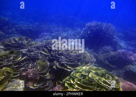 Unterwasserblick auf gesunde Korallen, Fitzroy Island, Great Barrier Reef Marine Park, nahe Cairns, Queensland, Australien Stockfoto