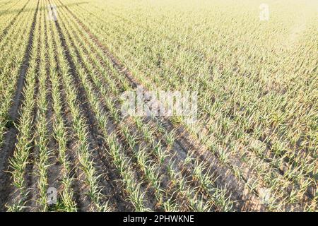 Viele Reihen organischer Knoblauchpflanzen, die bei Sonnenuntergang in braunem, reichen Boden wachsen. Ein Feld aromatischer Zwiebeln, das sich im warmen Licht der untergehenden Sonne sonnt. Allium Stockfoto