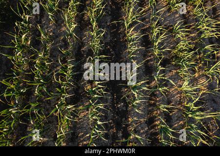 Viele Reihen organischer Knoblauchpflanzen wachsen bei Sonnenuntergang in braunem, reichhaltigem Boden, bewegen sich sanft mit der Frühlingsbrise, bereichern die Luft mit starkem Parfüm. Stockfoto