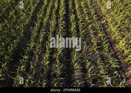 Viele Reihen organischer Knoblauchpflanzen wachsen bei Sonnenuntergang in braunem, reichhaltigem Boden, bewegen sich sanft mit der Frühlingsbrise, bereichern die Luft mit starkem Parfüm. Stockfoto