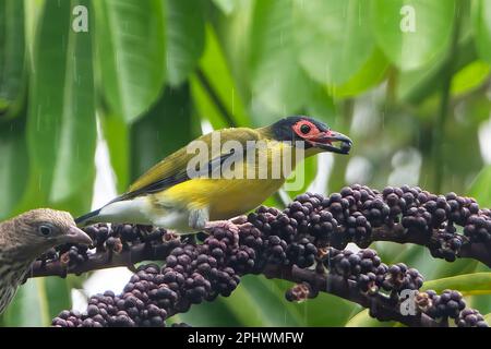 Gelbflossenfeige (Sphecotheres flaviventris, nördliche Rasse), die sich im Regen an der Frucht eines Regenschirms (Schefflera actinophylla) im Fernen Norden ernährt Stockfoto