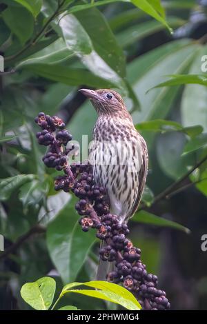 Vertikales Porträt einer Gelben Figvogel (Sphecotheres viridis, nördliche Rasse) auf einem Regenschirm (Schefflera actinophylla), weit nördlich von Queensland Stockfoto