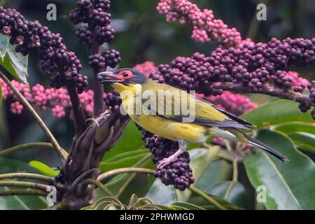 Nahaufnahme eines Gelben Figvogels (Sphecotheres flaviventris, nördliche Rasse), der sich von der Frucht eines Regenschirms (Schefflera actinophylla) im Fernen Norden ernährt Stockfoto