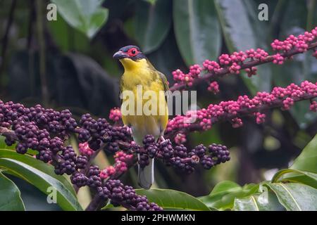 Gelbe Figbird (Sphecotheres flaviventris, nördliche Rasse), hoch oben auf einem fruchtbaren Regenschirm (Schefflera actinophylla), Far North Queensland, FNQ, Stockfoto