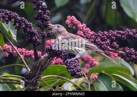 Gelbe Figvogel (Sphecotheres viridis, nördliche Rasse) mit offenem Schnabel auf einem fruchtbaren Regenschirm (Schefflera actinophylla), weit nördlicher Teil von Q Stockfoto