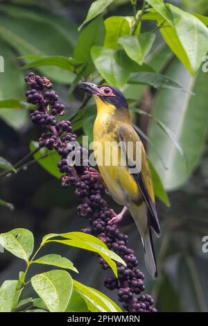 Vertikales Porträt eines männlichen Gelben Figvogels (Sphecotheres flaviventris, nördliche Rasse) auf einem fruchtbaren Regenschirm (Schefflera actinophylla), Stockfoto